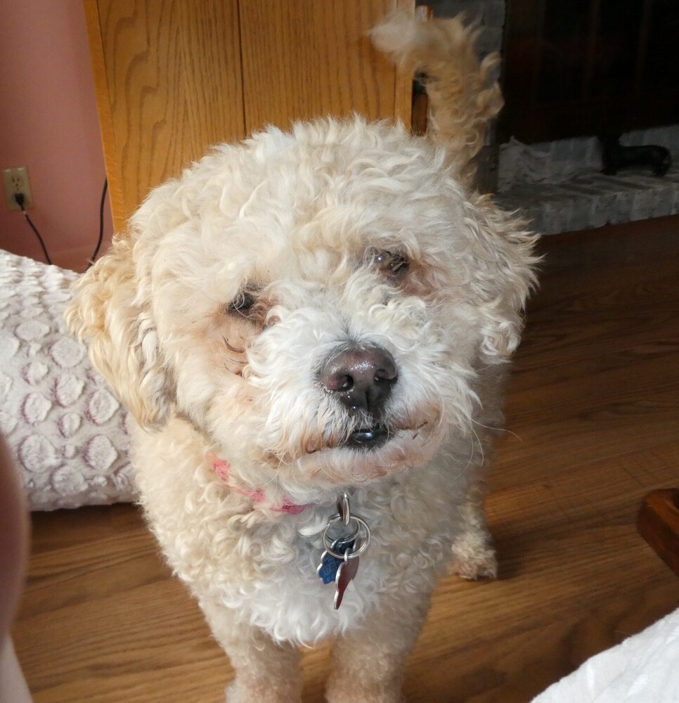 Poodle Mix - Karmie