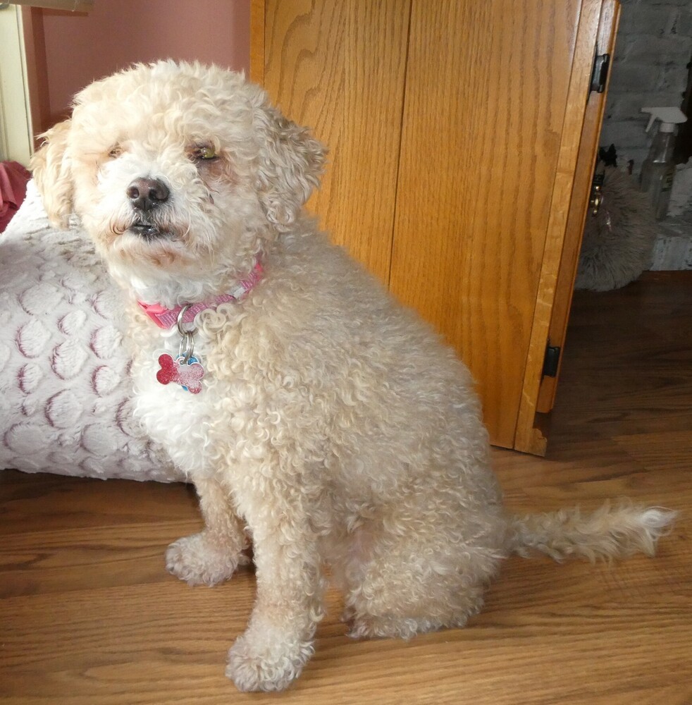 Poodle Mix - Karmie