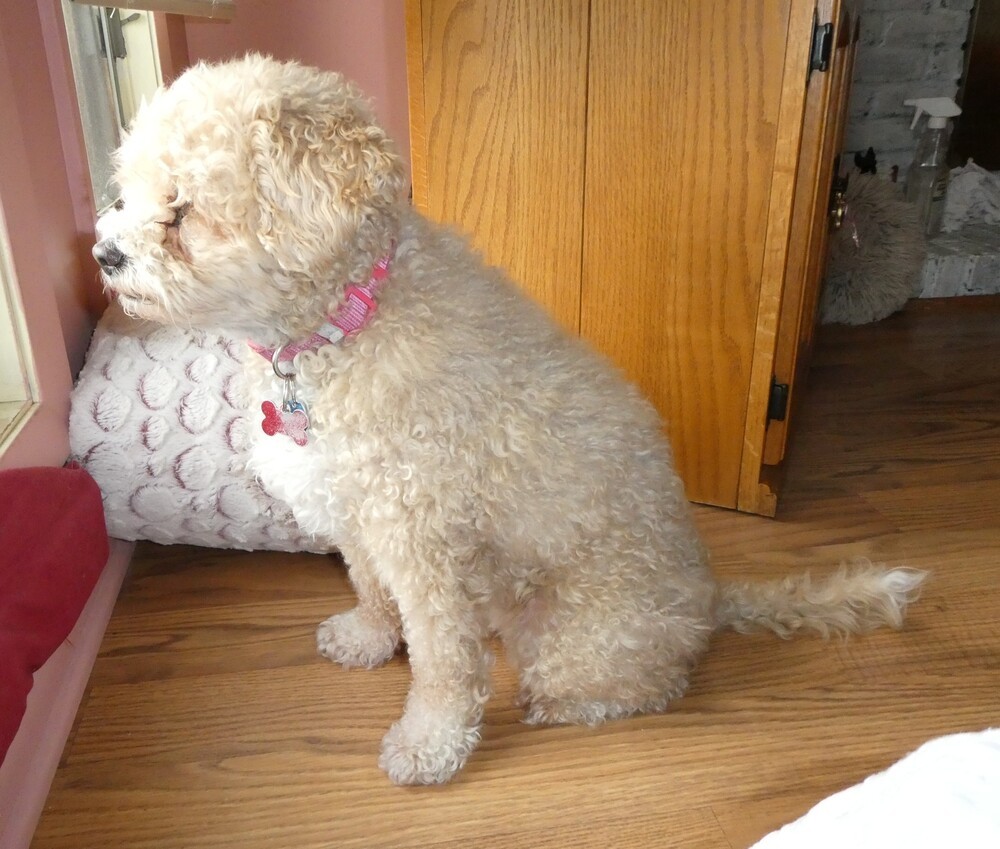 Poodle Mix - Karmie