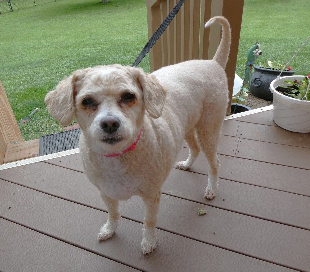Poodle Mix - Karmie
