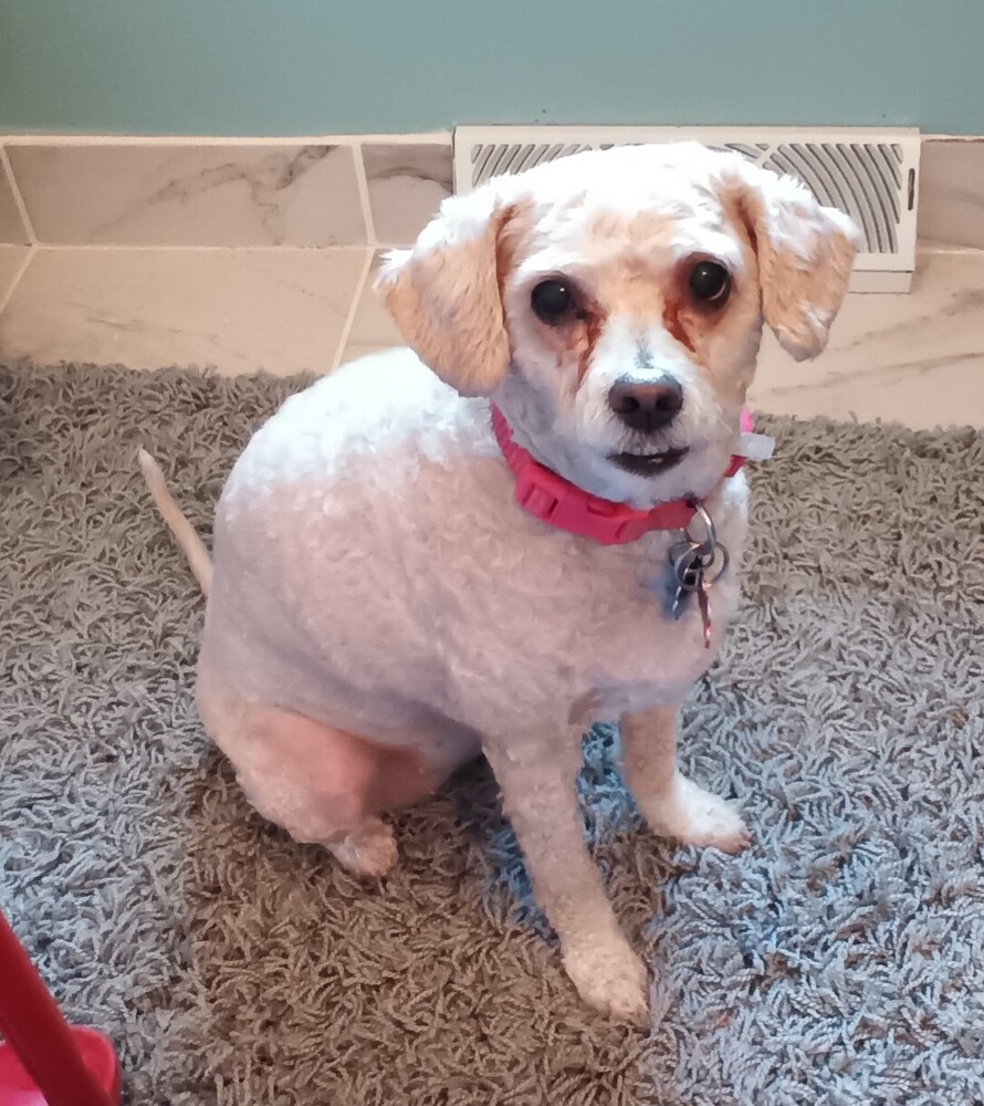 Poodle Mix - Karmie