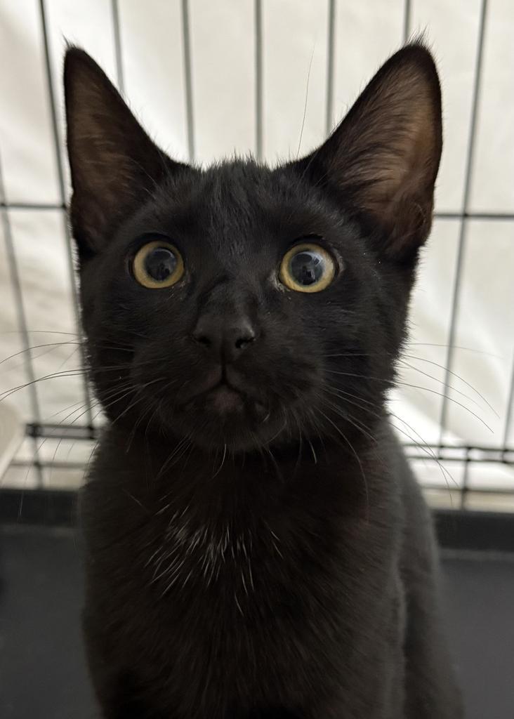 Kodo, an adoptable Domestic Short Hair in Ontario, OR, 97914 | Photo Image 1
