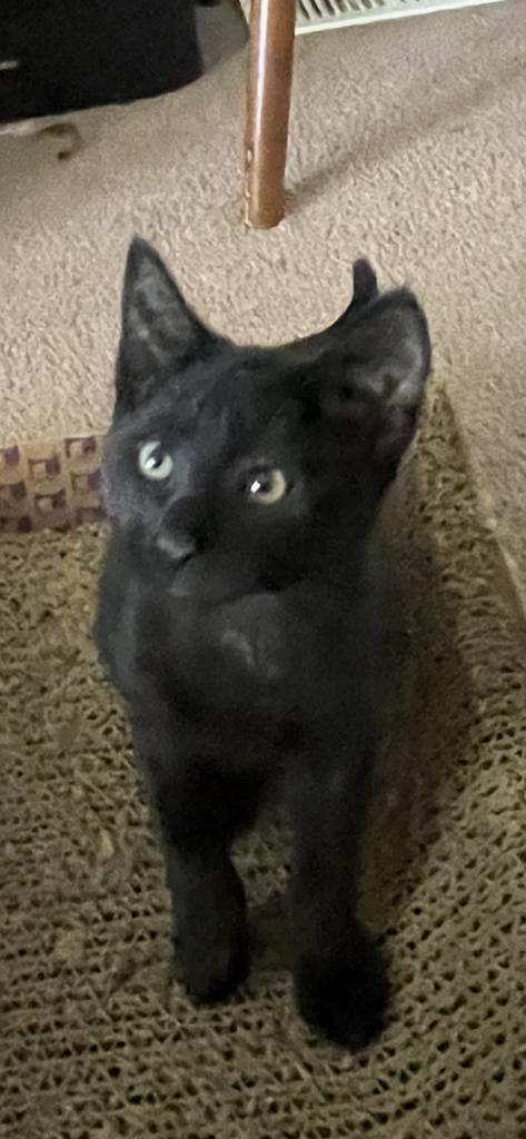 Kodo, an adoptable Domestic Short Hair in Ontario, OR, 97914 | Photo Image 2