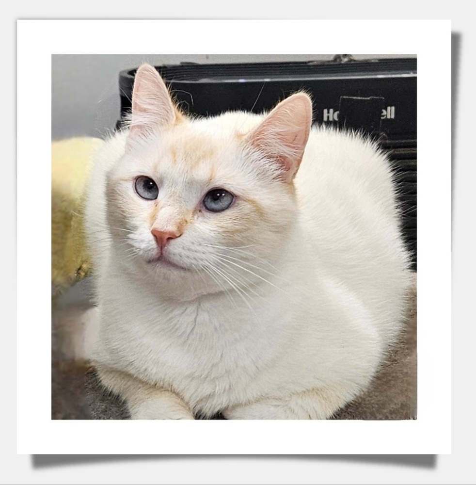 Freya, an adoptable Siamese, Snowshoe in Greensboro, NC, 27455 | Photo Image 1