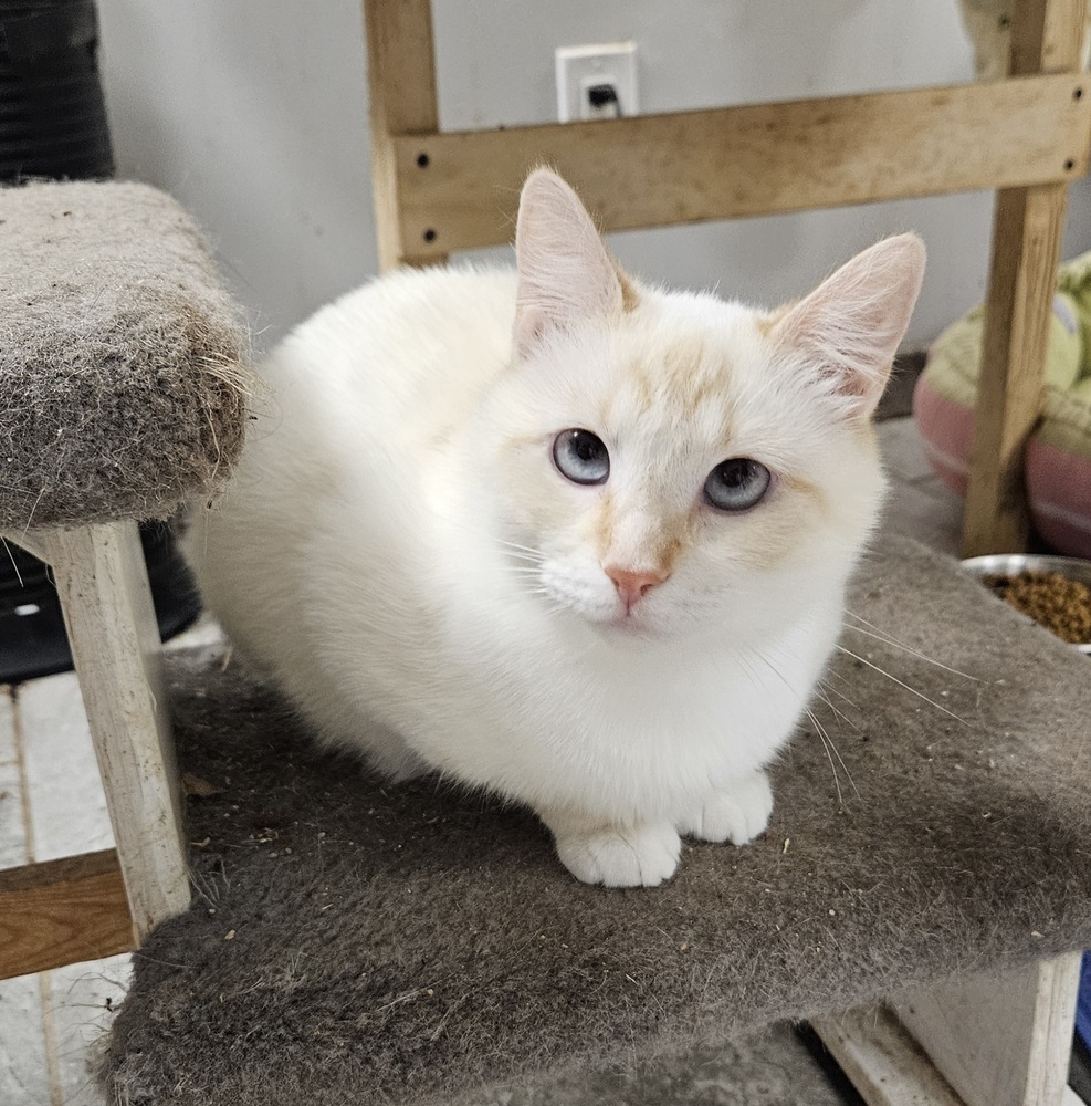 Freya, an adoptable Siamese, Snowshoe in Greensboro, NC, 27455 | Photo Image 2