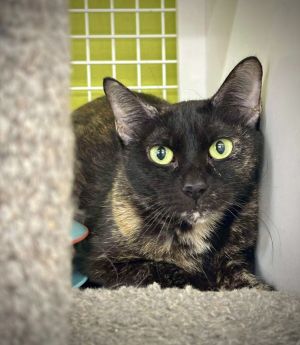 Paisley, Adult Female Domestic Short Hair