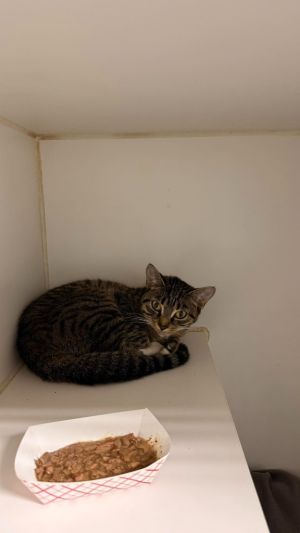 Joni Domestic Short Hair Cat