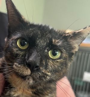 Anderson Domestic Short Hair Cat