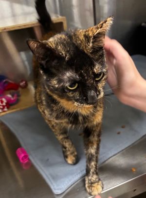 Anderson, Adult Female Domestic Short Hair