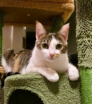 Squeaks, Young Female Domestic Short Hair
