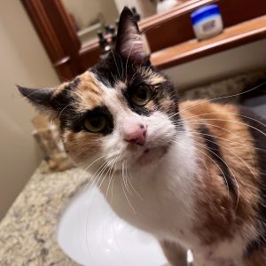 Meet Tria Formerly an outside girl Tria was adopted out by FFF a couple of years ago when she deci