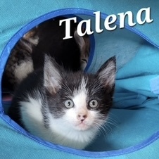 Talena is a super sweet kitty who is curious and playful but super cuddly too She loves to eat and