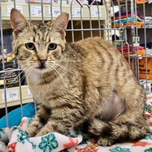 Vivian was found in a very large colony where the feeder thought all the cats were feral Its kind o