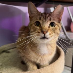 Vivian was found in a very large colony where the feeder thought all the cats were feral Its kind o
