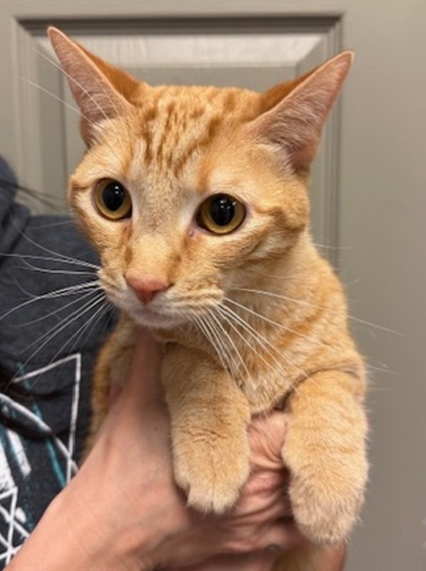 Peanut, an adoptable Domestic Short Hair in Littleton, CO, 80120 | Photo Image 1