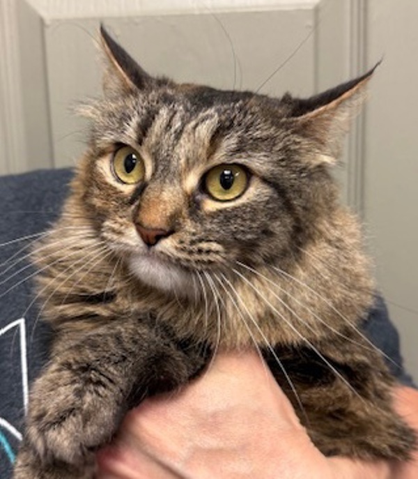 Zoey, an adoptable Domestic Long Hair in Littleton, CO, 80120 | Photo Image 1