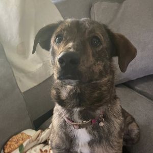 Ruby, Adult Female Plott Hound
