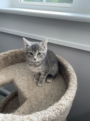 Alexander JN, Baby Male Domestic Short Hair