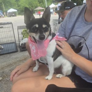 Bella Lynn, Senior Female Rat Terrier