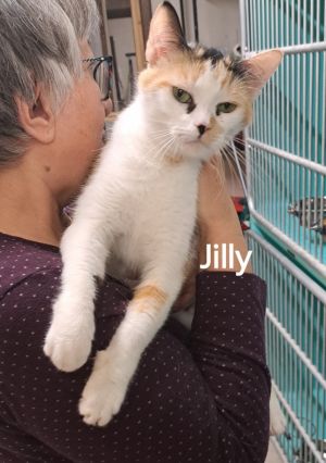 Jilly, Adult Female Domestic Short Hair