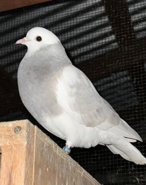 Silver is so cute  small  feisty Shes super aggressive in a tiny hilarious way  loves to show