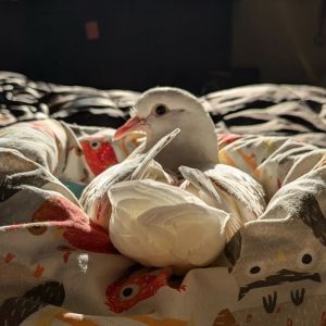 Pogo is a beautiful king pigeon lady rescued as a tiny baby hatchling and quickly transferred to Pal