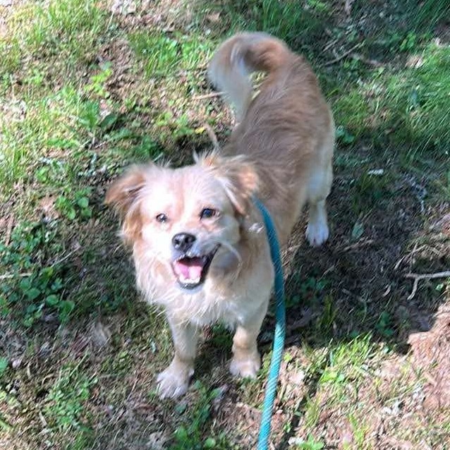 Dapper Dan, an adoptable Chihuahua, Pekingese in Griswold, CT, 06351 | Photo Image 1