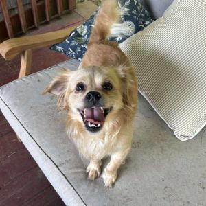 Dapper Dan, Young Male unknown