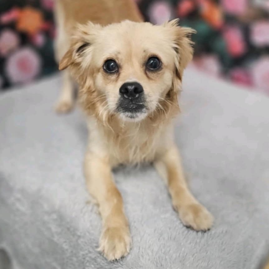 Dapper Dan, an adoptable Chihuahua, Pekingese in Griswold, CT, 06351 | Photo Image 2