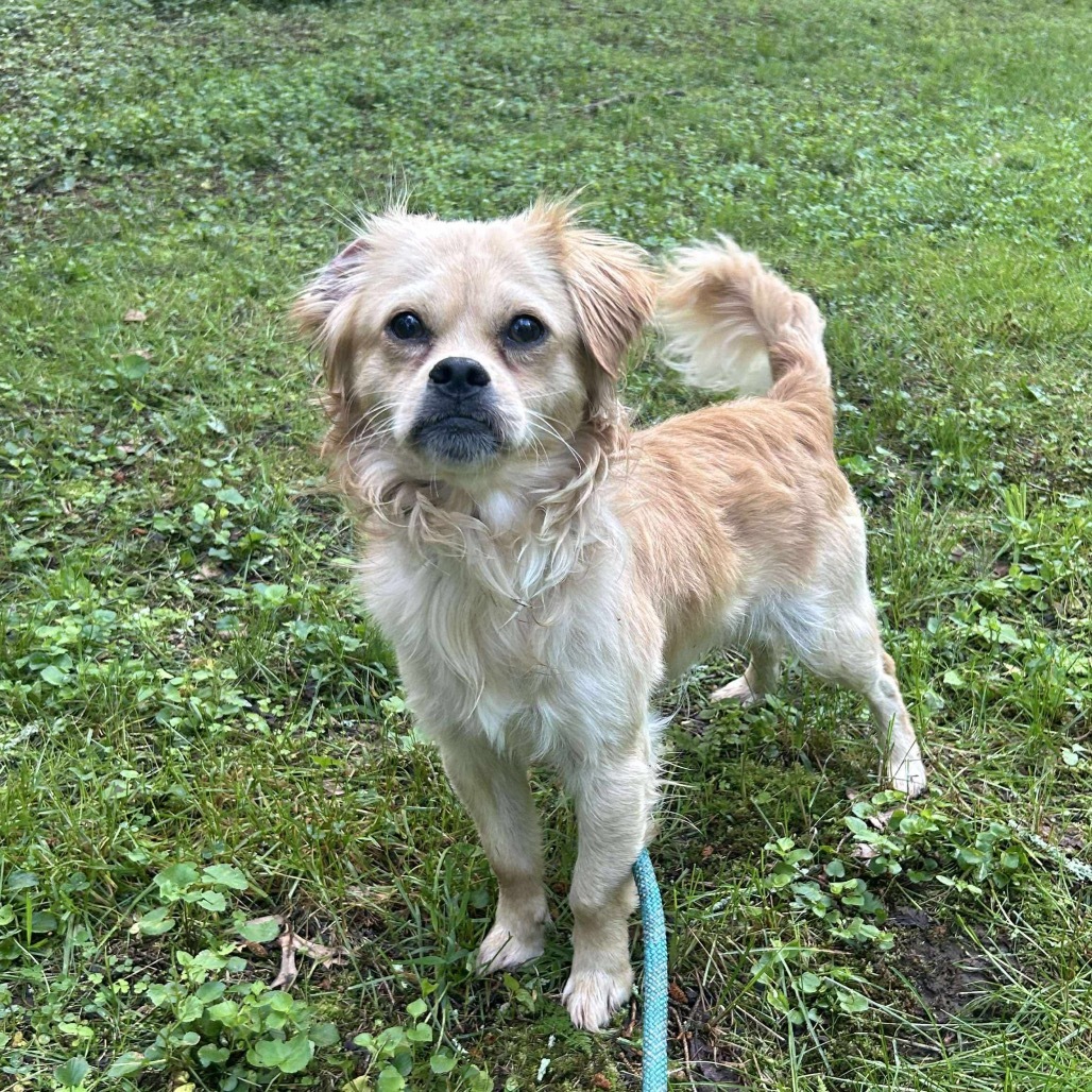 Dapper Dan, an adoptable Chihuahua, Pekingese in Griswold, CT, 06351 | Photo Image 3