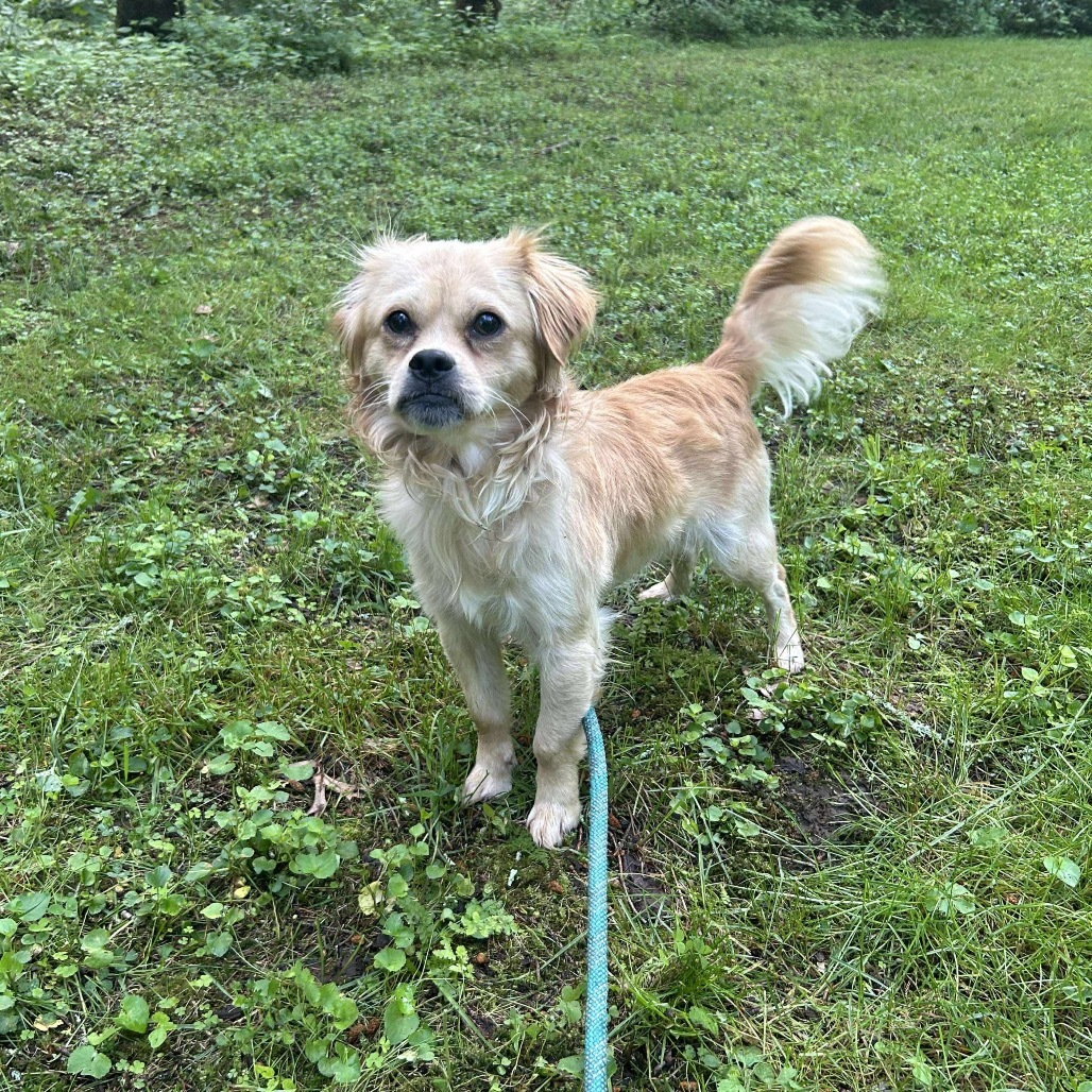 Dapper Dan, an adoptable Chihuahua, Pekingese in Griswold, CT, 06351 | Photo Image 4