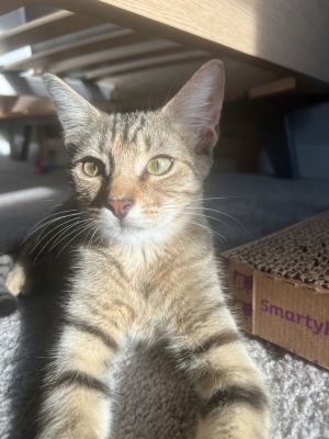 Tiger Lily, Baby Female unknown