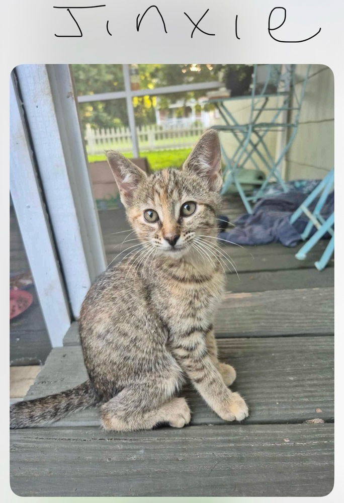 Jinxie (AKA Muffin)
