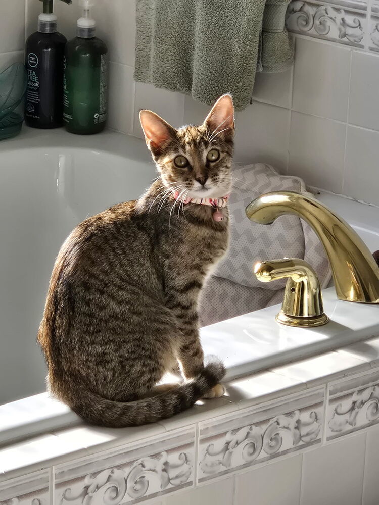 Jinxie (AKA Muffin)