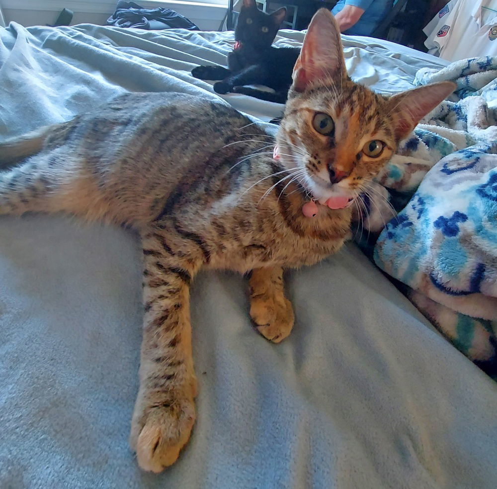Jinxie (AKA Muffin)