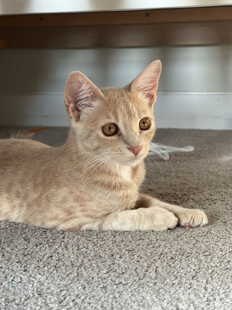 Mila (AKA Marshmellow / Milo)