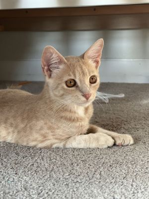 Mila (AKA Marshmellow / Milo), Baby Female unknown