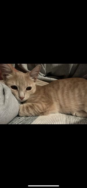 Mila (AKA Marshmellow / Milo), Baby Female unknown
