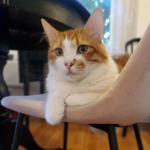 Get ready for your mealsnack time alarm clock In the morning Eros will signal you with his Purr-g
