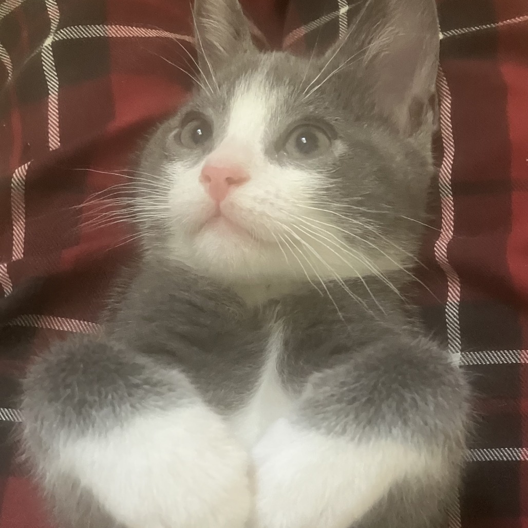 Pierre