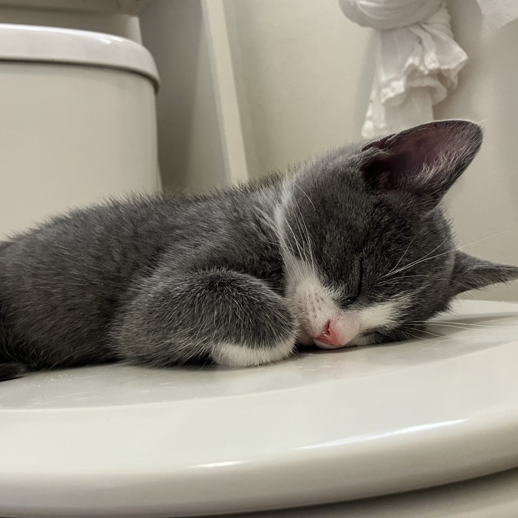 Pierre