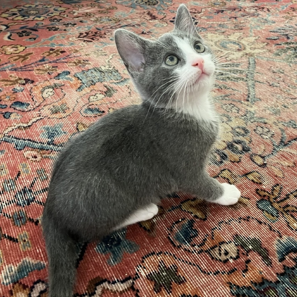 Pierre