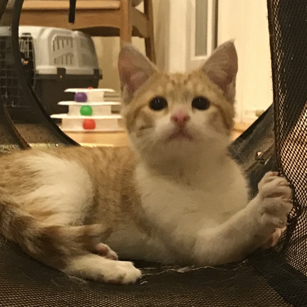 Thomas