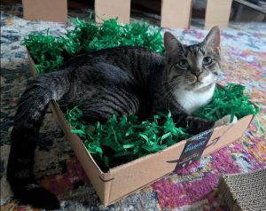 Noodles, Adult Male Domestic Short Hair