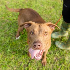 Cheese, Young Male Terrier