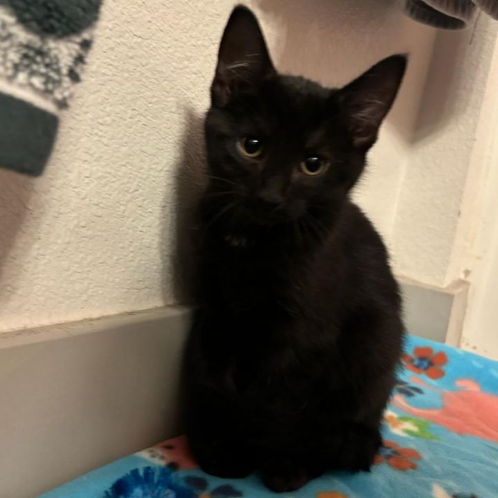 Olive-Santa Clarita 1