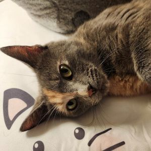 Che, Adult Female Domestic Short Hair