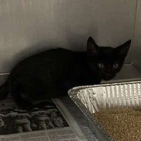 Bagheera 1