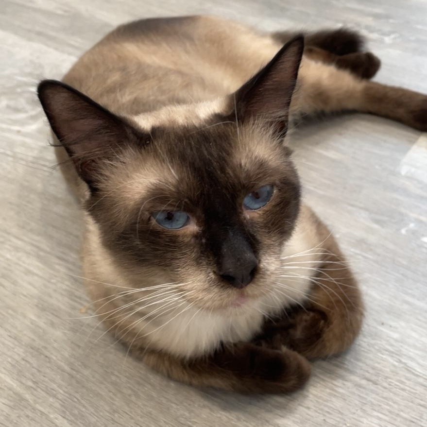 Daryl, an adoptable Domestic Long Hair in Talent, OR, 97540 | Photo Image 1