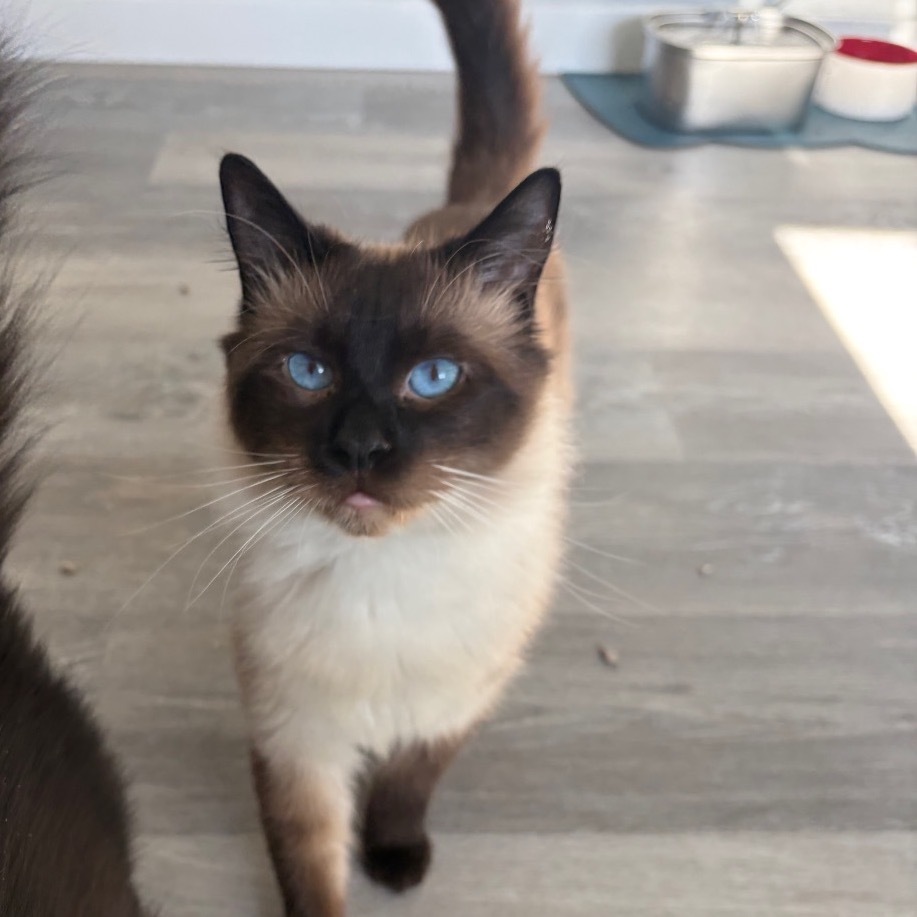 Daryl, an adoptable Domestic Short Hair in Talent, OR, 97540 | Photo Image 1